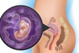 как выглядит эмбрион на 6 неделе беременности