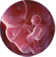 эмбрион на 10 неделе