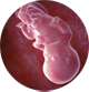 эмбрион на 11 неделе