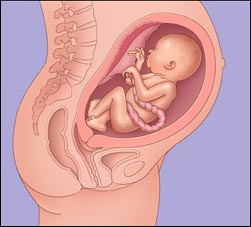 плод в утробе на 32 неделе беременности