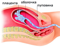 расположение плаценты, пуповины, амниотической оболочки