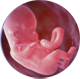 эмбрион на 12 неделе